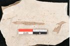 Foto (Detailansicht) von Sphaeria polymorpha Ettingshausen (NHMW-GEO-2024-0188-6712)